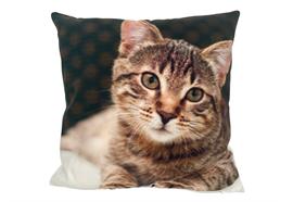 Kissen mit Katzen Motiv und Reisverschluss,  Grösse: 40cmx40cm,  Digitaldruck einseitig